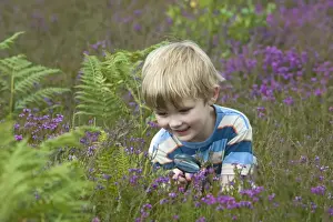 Wildlife Prints: Boy with magnifying glass looking at insects on heath North Norfolk July