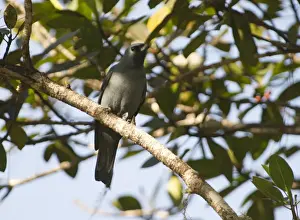 Papua New Guinea Prints: Boyers Cuckoo Shrike Coracina boyeri male Varirata NP Papua New Guinea