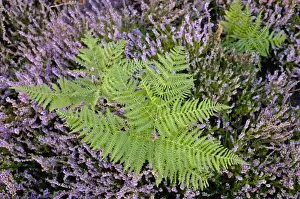Panoramic Prints: Bracken on lowland heath on Minsmere RSPB Reserve within the Suffolk Sandlings Suffolk