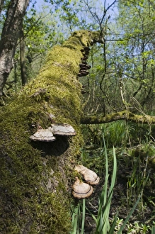 Bracket Fungi growing on fallen tree in wet woodland Norfolk April Bracket Fungi growing on fallen tree in wet woodland Norfolk April