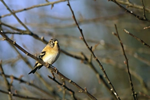 Finch Prints: Brambling, Fringilla montfringilla, Kent, winter