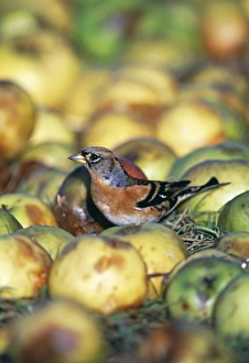 Finch Prints: Brambling, Fringilla montgringilla, Kent, winter
