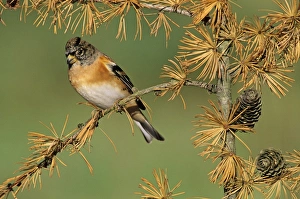 Brambling in garden Kent UK winter