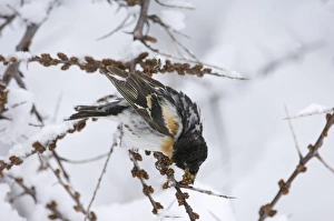 Brambling Fringilla montifringilla male feeding on seeds on migration Great Caucasus Brambling Fringilla montifringilla male feeding on seeds on migration Great Caucasus
