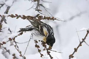 Finch Prints: Brambling Fringilla montifringilla male feeding on seeds on migration Great Caucasus