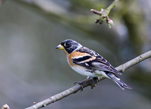 Brambling Fringilla montifringilla male in late winter (March) Kent UK Brambling Fringilla montifringilla male in late winter (March) Kent UK