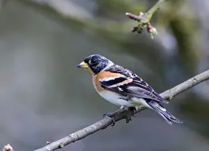 Brambling Prints: Brambling Fringilla montifringilla male in late winter (March) Kent UK