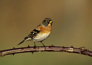Brambling in garden Kent UK winter