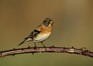 Brambling Fringilla montifringilla male in winter Kent UK