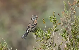 Autumn Prints: Brambling Fringilla montifringilla migrant in dunes at Burnham Overy Norfolk October