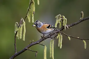 Finch Prints: Brambling Fringilla montifringilla non breeding male Norfolk winter