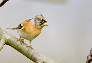 Finch Prints: Brambling in garden Kent UK winter