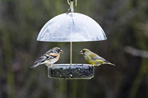 Greenfinch in garden UK winter
