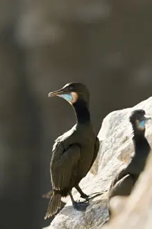 Brandts Cormorant Phalacrocorax penicillatus La Jolla California USA April