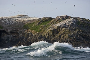 Breeding Gannets Sula bassana covering the island of Grassholm (RSPB) Wales July Breeding Gannets Sula bassana covering the island of Grassholm (RSPB) Wales July