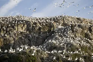 Breeding Gannets Sula bassana covering the island of Grassholm (RSPB) Wales July