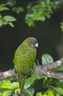 Brehms Tiger Parrot Psittacella brehmii Kumul Lodge Western Highlands Papua New Guinea Brehms Tiger Parrot Psittacella brehmii Kumul Lodge Western Highlands Papua New Guinea