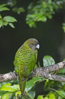 New Guinea Prints: Brehms Tiger Parrot Psittacella brehmii Kumul Lodge Western Highlands Papua New Guinea