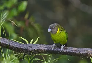 : Brehms Tiger Parrot Psittacella brehmii Kumul Lodge Western Highlands Papua New Guinea