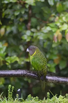 : Brehms Tiger Parrot Psittacella brehmii Kumul Western Highlands Papua New Guinea