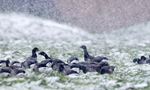 Brent Geese Branta bernicla in blizzard Cley Norfolk November Brent Geese Branta bernicla in blizzard Cley Norfolk November