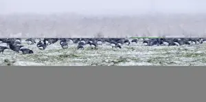 Brent Geese Branta bernicla in blizzard Cley Norfolk November