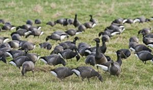 Brent Geese Branta bernicla flock grazing in Eye field Cley Norfolk winter Brent Geese Branta bernicla flock grazing in Eye field Cley Norfolk winter