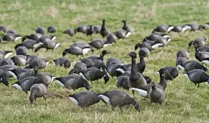 Cley Prints: Brent Geese Branta bernicla flock grazing in Eye field Cley Norfolk winter
