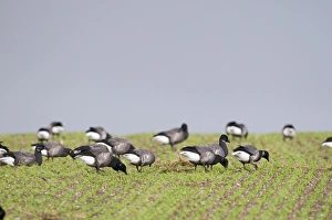 Brent Geese Branta bernicla grazing on farmers crop of winter wheat Norfolk winter Brent Geese Branta bernicla grazing on farmers crop of winter wheat Norfolk winter