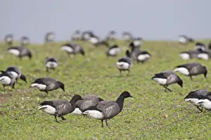 Brent Geese Branta bernicla grazing on farmers crop of winter wheat Norfolk winter