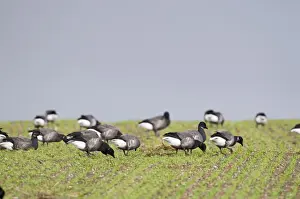 Images Dated 22nd November 2008: Brent Geese Branta bernicla grazing on farmers crop of winter wheat Norfolk winter