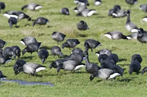 Brent Geese Branta bernicla on grazing marsh Norfolk winter