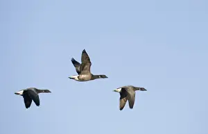 Brent Geese Branta bernicla Salthouse Norfolk winter