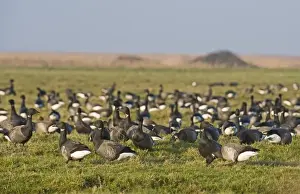 Brent Geese Branta bernicla Salthouse Norfolk winter