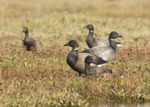 Brent Geese Branta bernicla on saltmarsh North Norfolk October Brent Geese Branta bernicla on saltmarsh North Norfolk October