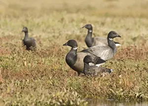Wildfowl Prints: Brent Geese Branta bernicla on saltmarsh North Norfolk October
