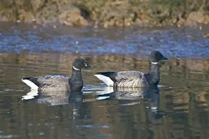 Tidal Prints: Brent Geese Branta bernicla in tidal creek at Brancaster Staithe Norfolk winter