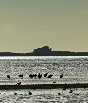 Editor's Picks: Brent Geese, Lindisfarne, Northumberland