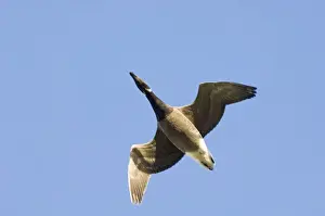 Brent Goose Branta bernicla North Norfolk December