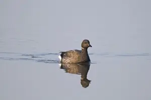 Brent Goose Branta bernicla in tidal creek at Brancaster Staithe Norfolk winter