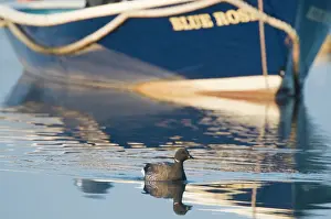 Trending: Brent Goose Branta bernicla in tidal creek at Brancaster Staithe Norfolk winter