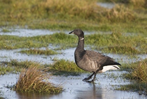 Brent Goose Branta bernicla walking across frozen pool Titchwell RSPB Reserve Norfolk Brent Goose Branta bernicla walking across frozen pool Titchwell RSPB Reserve Norfolk