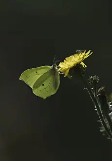 Butterfly Prints: Brimstone butterfly Goneptoryx rhamni Norfolk August