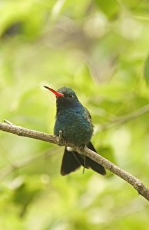 Broad-billed Hummingbird Cyanthus latirostris California USA Broad-billed Hummingbird Cyanthus latirostris California USA