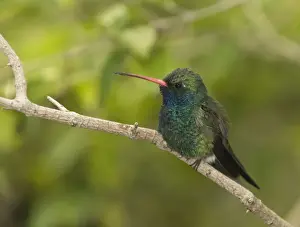 Broad-billed Hummingbird Cyanthus latirostris California USA