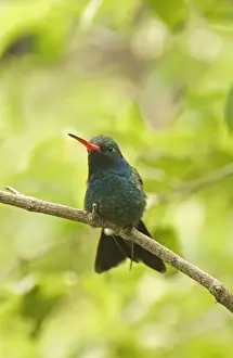 Hummingbird Prints: Broad-billed Hummingbird Cyanthus latirostris California USA