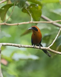 Neotropical Prints: Broad-billed Motmot Electron platyrhynchum Tambopata Peru
