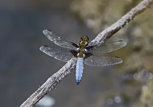 Insect Prints: Broad-bodied Chaser Libellula depressa male Norfolk