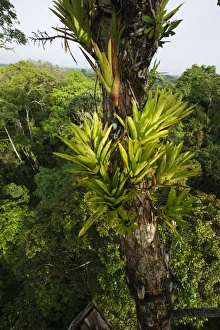 Bromeliad sp. growing on emergent tree in rainforest canopy nr Iquitos Amazon Peru Bromeliad sp. growing on emergent tree in rainforest canopy nr Iquitos Amazon Peru
