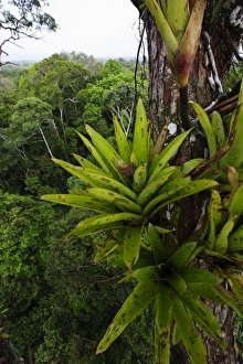 Bromeliad sp. growing on emergent tree in rainforest canopy nr Iquitos Amazon Peru